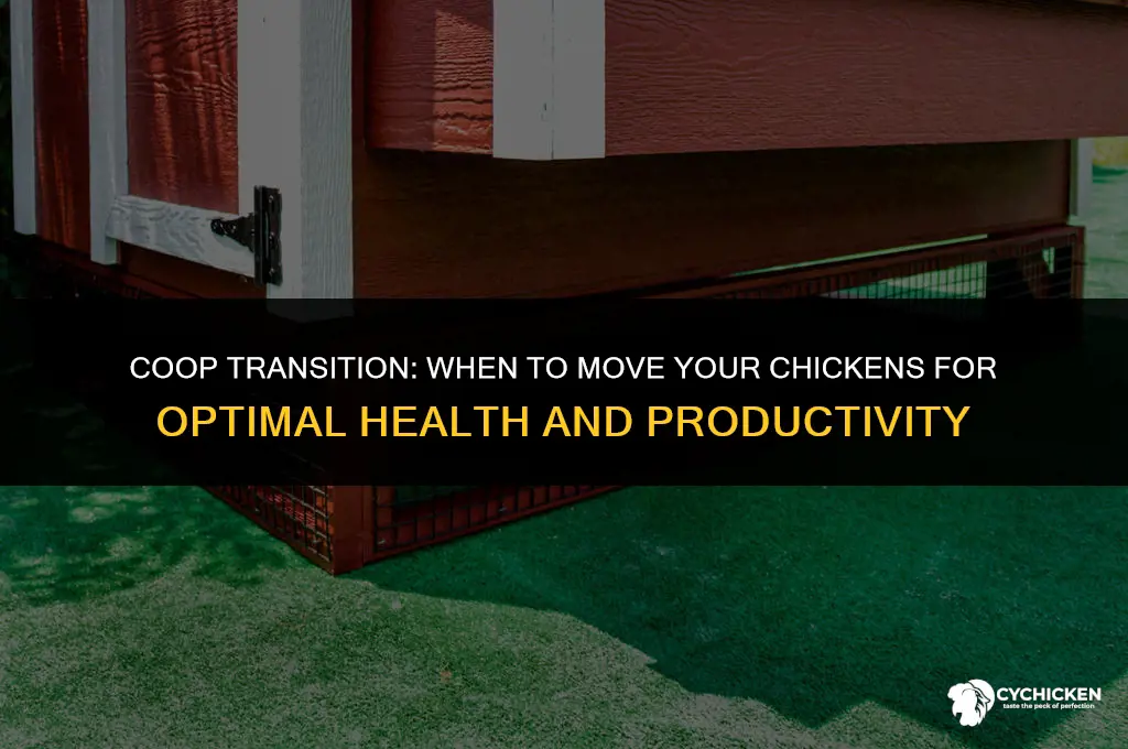 when to move chicken to coop