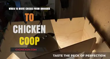 Transitioning Chicks: When to Move from Brooder to Coop