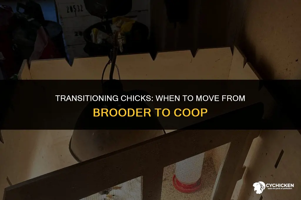 when to move chicks from brooder to chicken coop