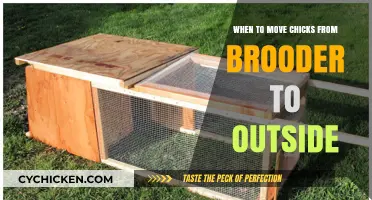 Transitioning Chicks: When to Move Them from Brooder to Outdoor Coop