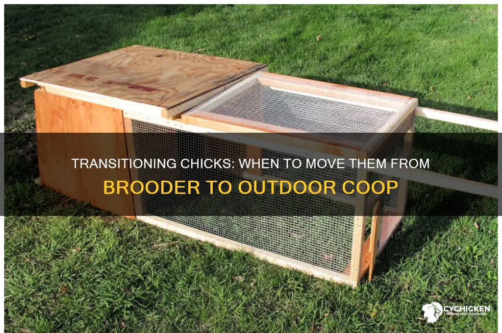 when to move chicks from brooder to outside
