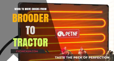Transitioning Chicks: When to Move from Brooder to Tractor