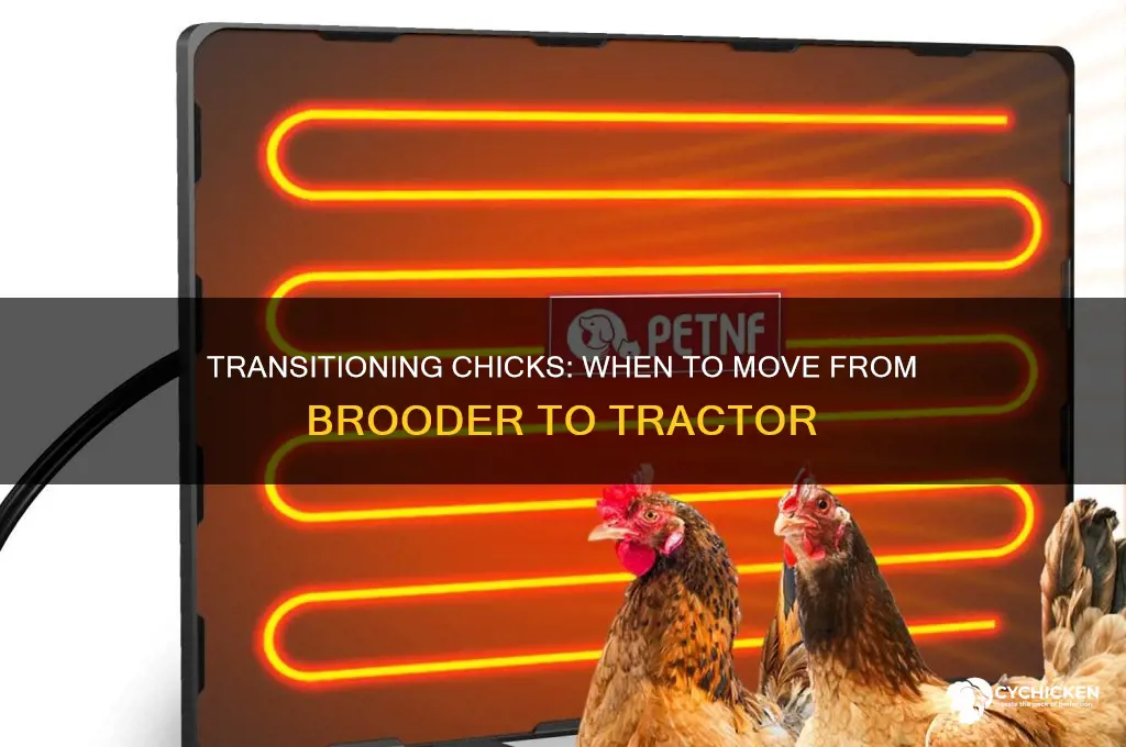 when to move chicks from brooder to tractor