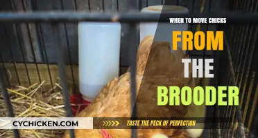 Transitioning Chicks: When to Move Them Out of the Brooder