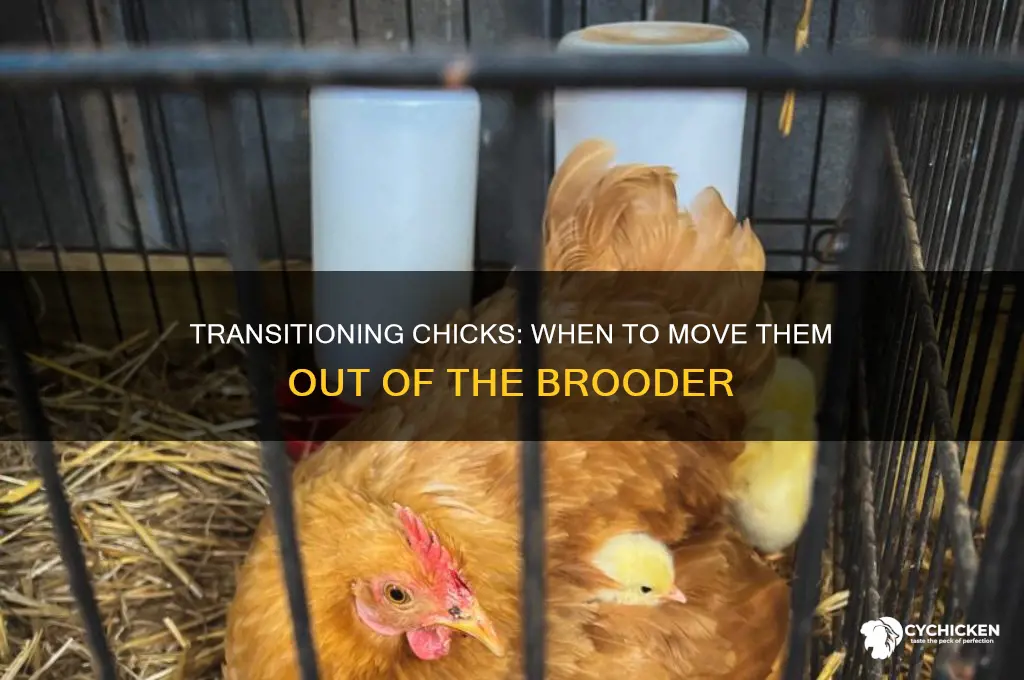 when to move chicks from the brooder