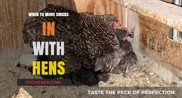 Integrating Chicks with Hens: Timing and Tips for a Smooth Transition