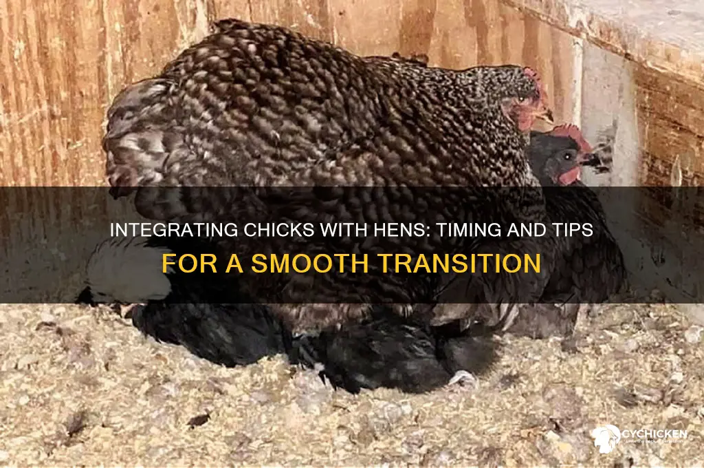 when to move chicks in with hens