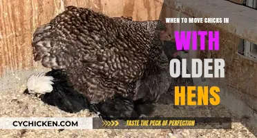 Integrating Chicks with Older Hens: Timing and Tips for Success