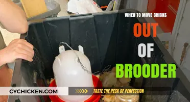 Transitioning Chicks: When and How to Move Them Out of the Brooder
