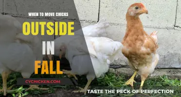 Fall Transition: When to Safely Move Chicks Outdoors