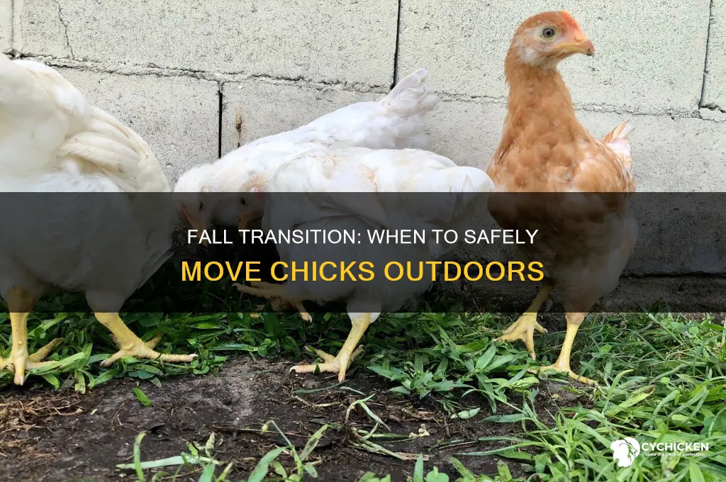 when to move chicks outside in fall