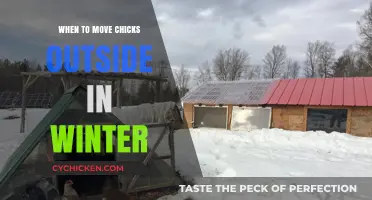 Winter Chick Care: When to Safely Move Chicks Outdoors