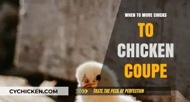 When to Move Chicks to the Chicken Coop: A Guide