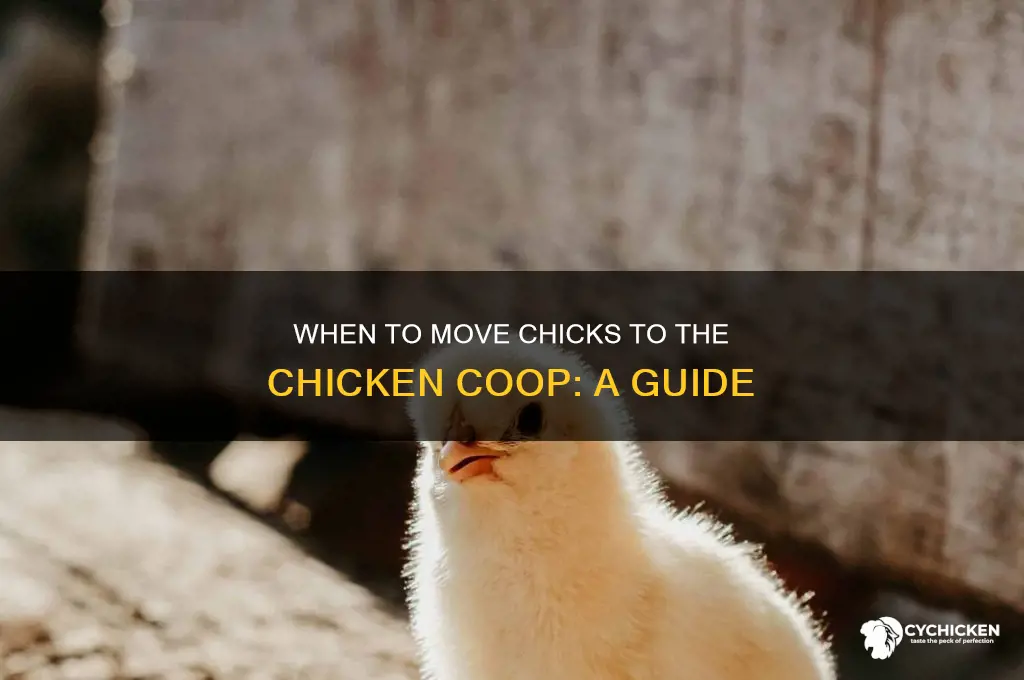 when to move chicks to chicken coupe