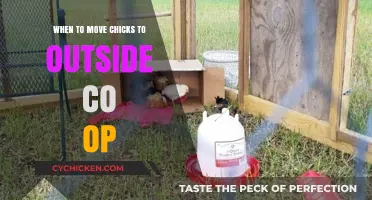 Transitioning Chicks to the Outdoor Coop: Timing and Tips for Success