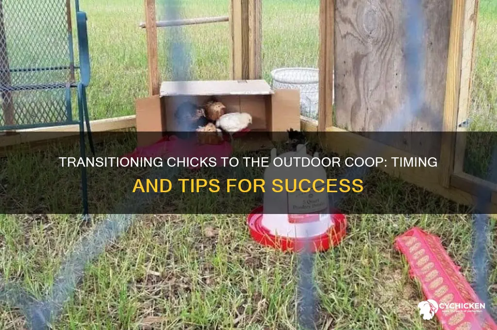when to move chicks to outside co op