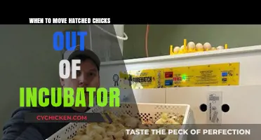 When to Move Hatched Chicks: Incubator Transition Guide