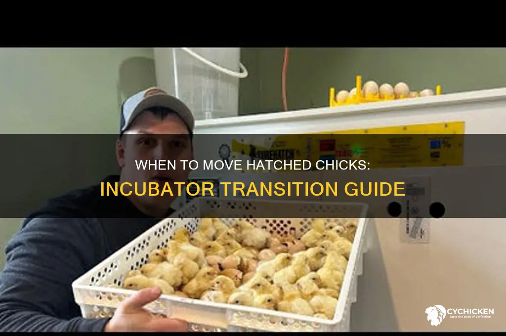 when to move hatched chicks out of incubator