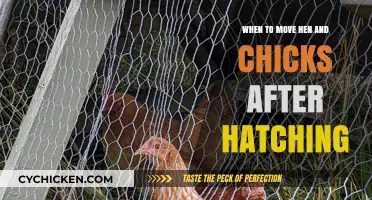 Post-Hatching Care: Optimal Timing for Moving Hen and Chicks