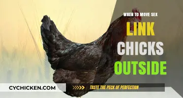 When to Move Sex Link Chicks Outside: A Complete Guide