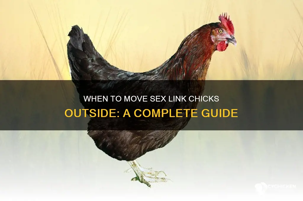 when to move sex link chicks outside