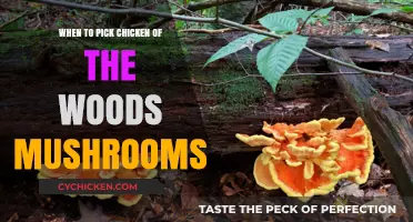 Perfect Timing: Harvesting Chicken of the Woods Mushrooms at Their Peak
