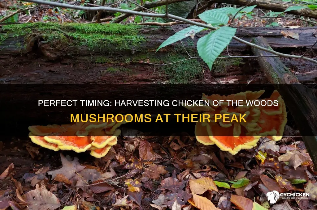 when to pick chicken of the woods mushrooms