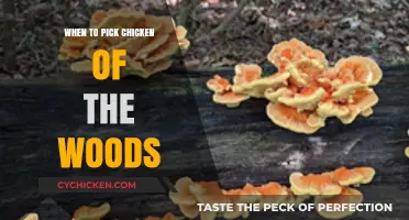 Perfect Timing: Harvesting Chicken of the Woods Mushrooms Safely