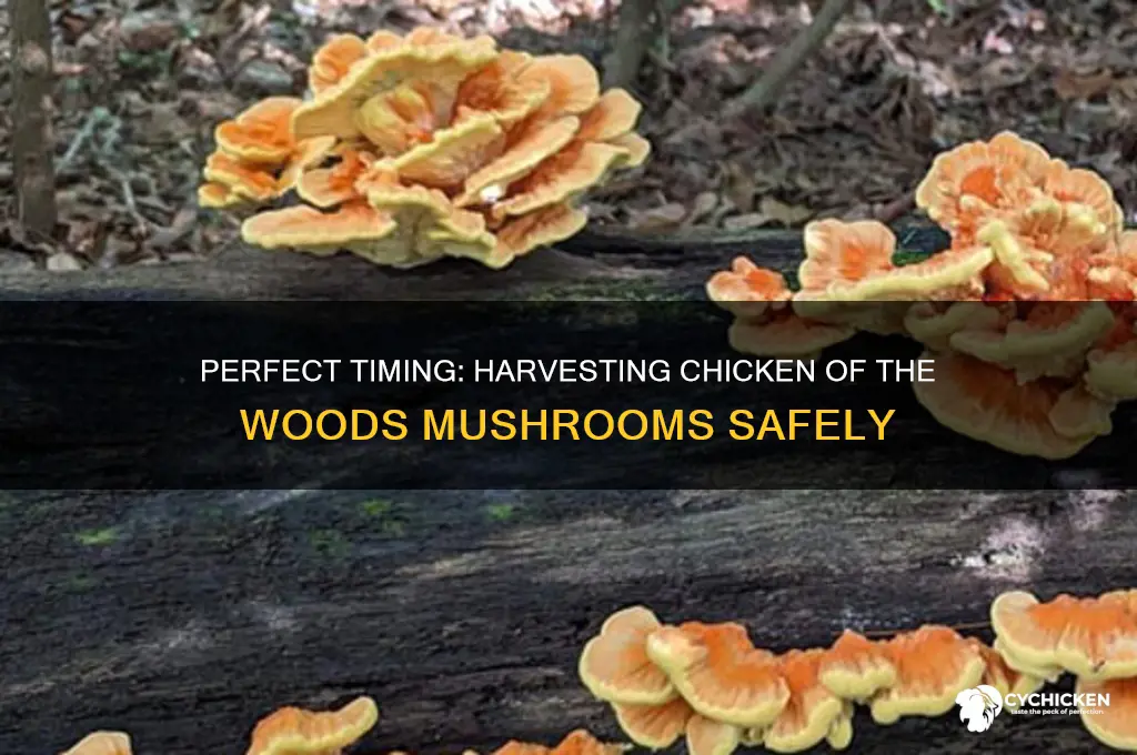 when to pick chicken of the woods