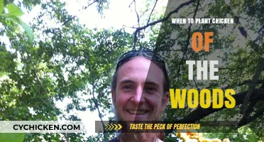 Optimal Timing for Planting Chicken of the Woods: A Guide