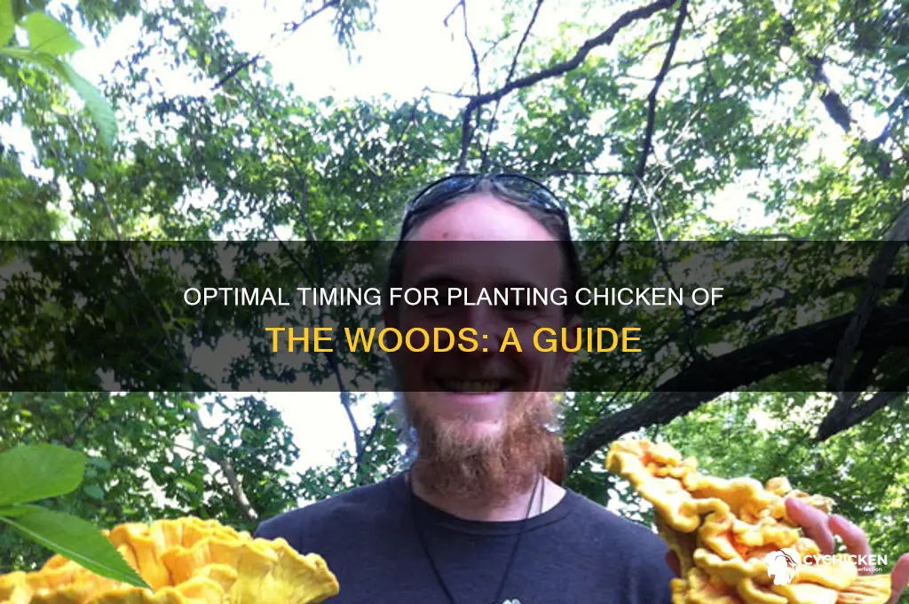 when to plant chicken of the woods