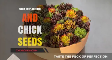 Perfect Timing for Planting Hen and Chick Seeds: A Guide