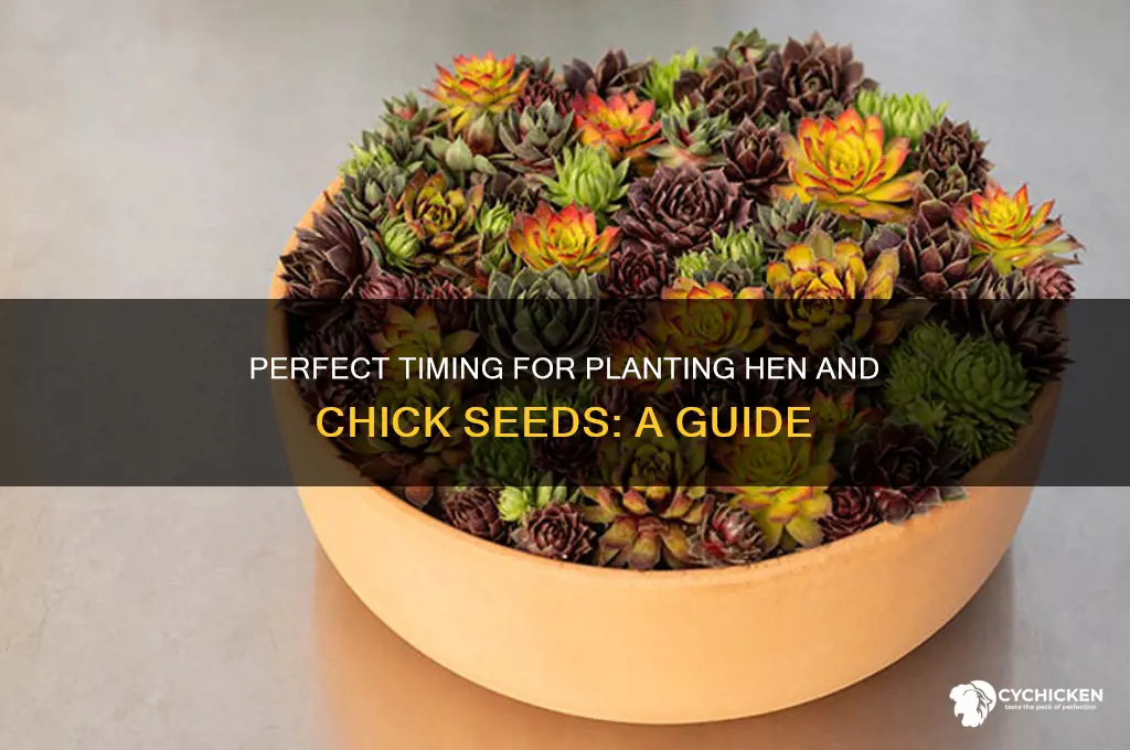 when to plant hen and chick seeds