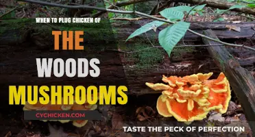 Perfect Timing: When to Harvest Chicken of the Woods Mushrooms