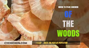 Perfect Timing: When to Harvest Chicken of the Woods Mushrooms