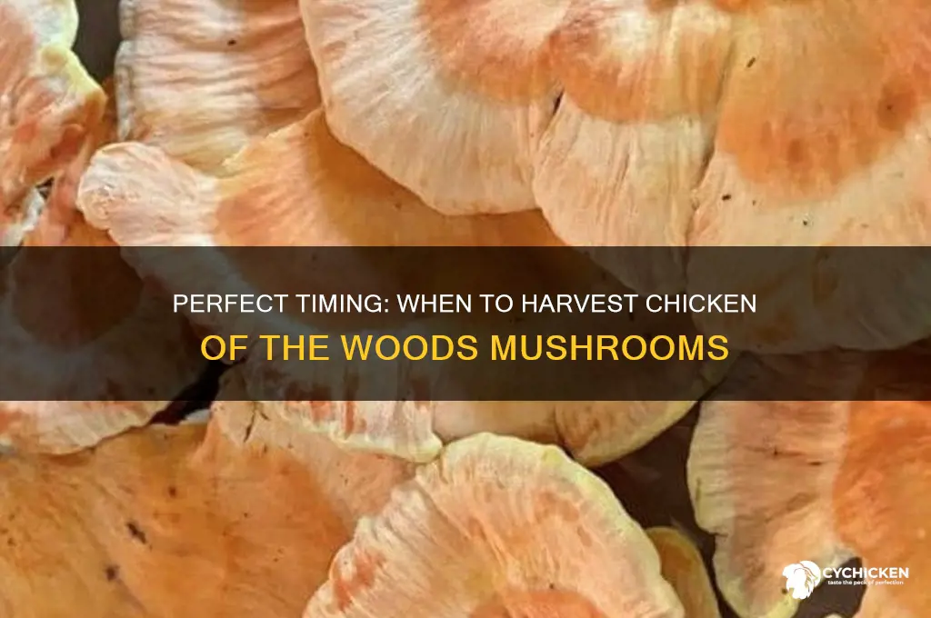 when to plug chicken of the woods