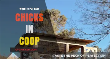 Coop Transition: The Ideal Time for Baby Chicks to Move In