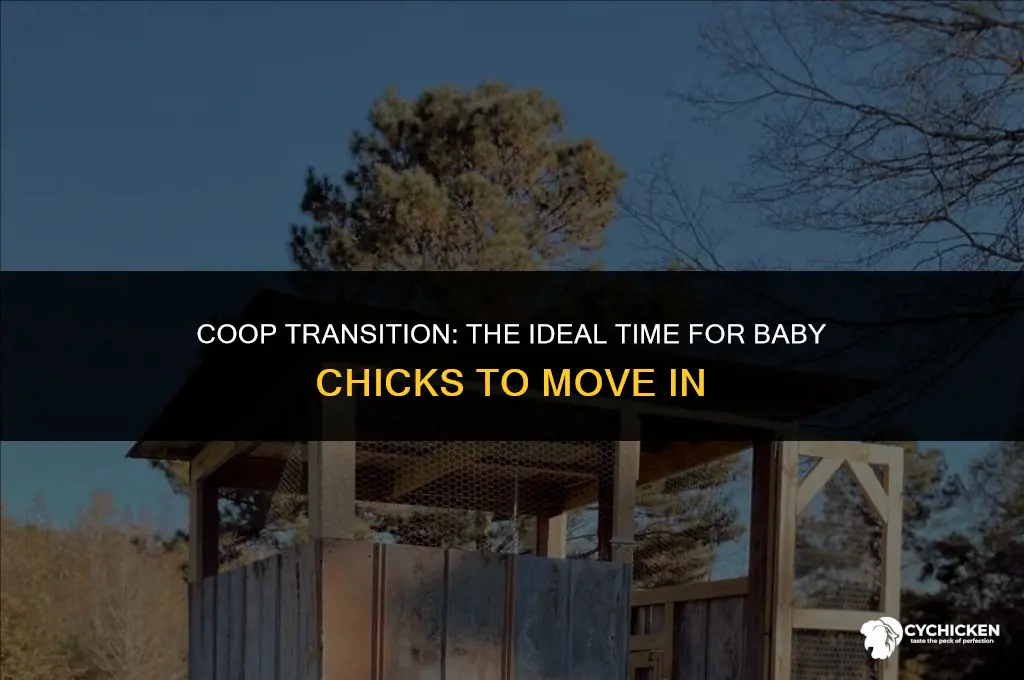 when to put baby chicks in coop