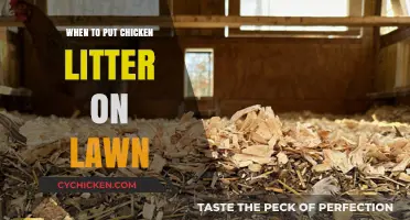 When to Apply Chicken Litter to Your Lawn for Best Results