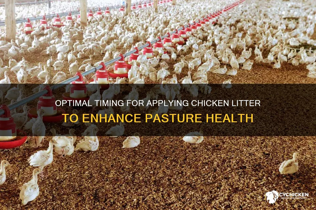 when to put chicken litter on my pasture