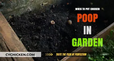 Using Chicken Poop in Your Garden: Timing and Benefits Explained