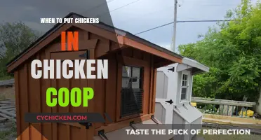 Coop Time: When to Nestle Your Chickens Safely