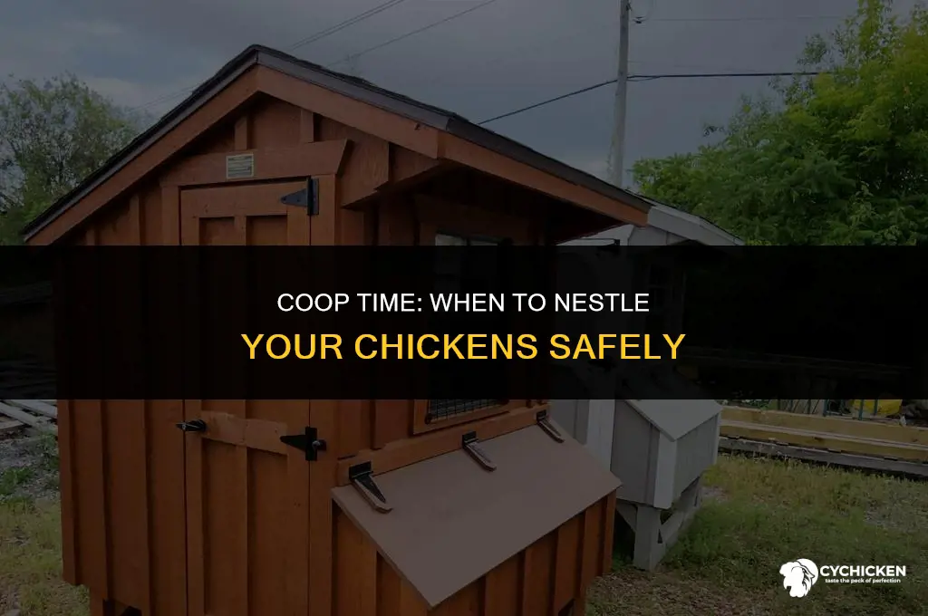 when to put chickens in chicken coop
