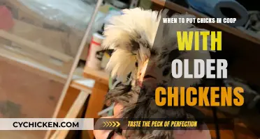 Integrating Chicks with Older Chickens: A Guide to Safe Introduction