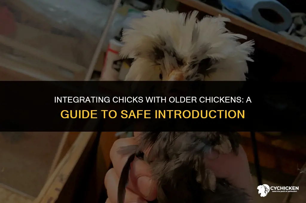 when to put chicks in coop with older chickens