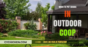 Coop Transition: When to Move Chicks Outside Safely