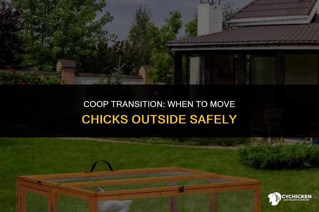 when to put chicks in outdoor coop