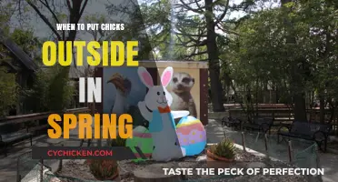 Springtime Chick Care: When to Move Chicks Outdoors Safely