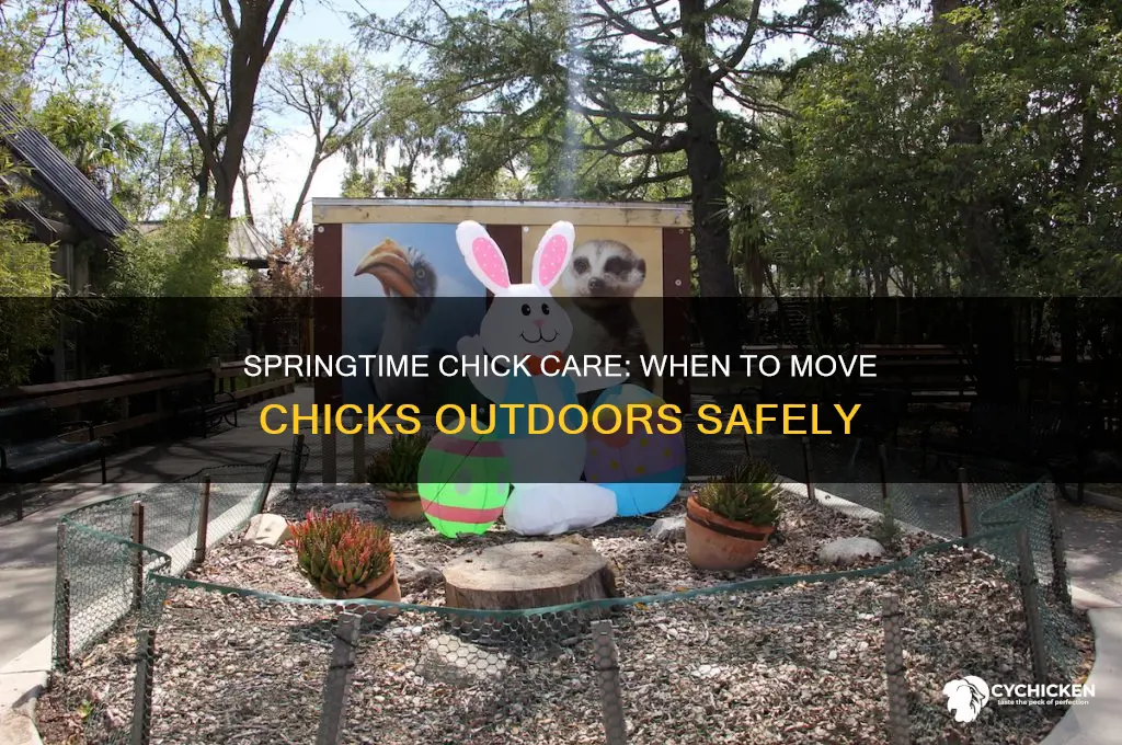 when to put chicks outside in spring