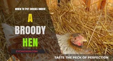 Broody Hen's Guide: Perfect Timing for Adding Chicks